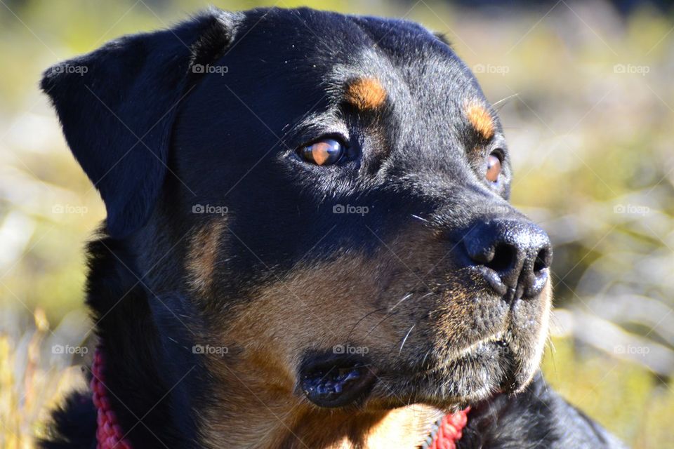 Rottweiler