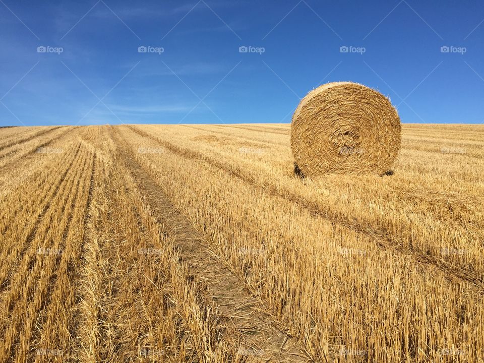 Wheat, Straw, Cereal, Hay, Rye