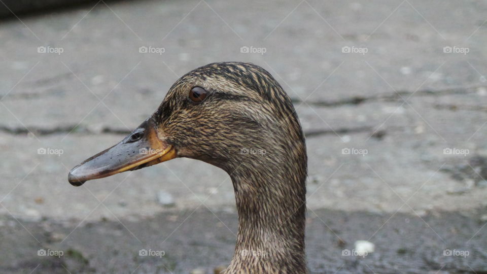 head study of a mallard duck.
wild mallard /
Anas platyrhynchos
The domestic duck, like other poultry species.
Mallards live in wetlands, eat water plants and small animals, and are social animals preferring to congregate in groups or flocks of varying sizes. This species is the main ancestor of most breeds of domesticated ducks.