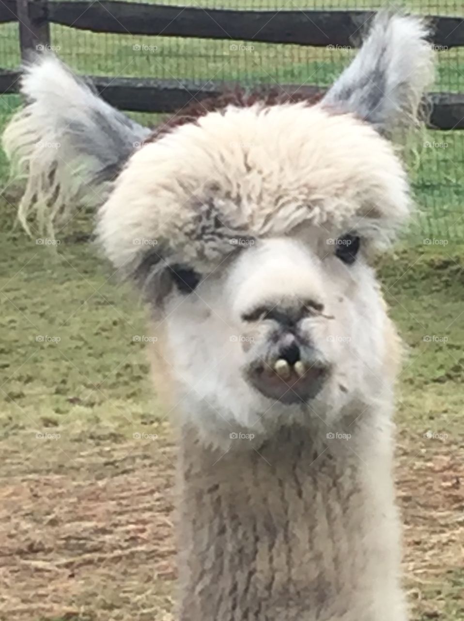 Alpaca  daze