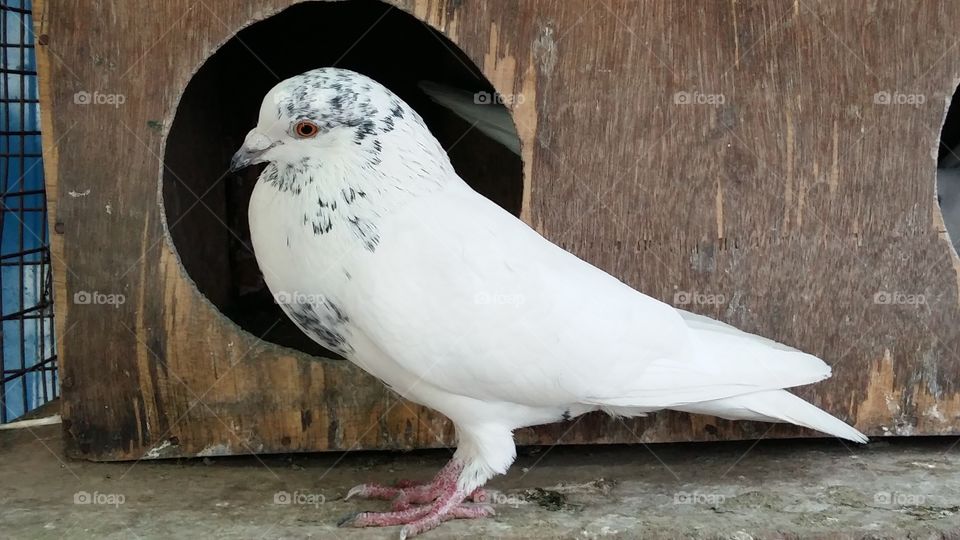 Bird, No Person, Wildlife, Animal, Nature