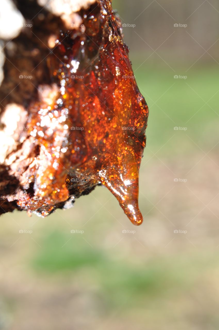 Tree sap drop