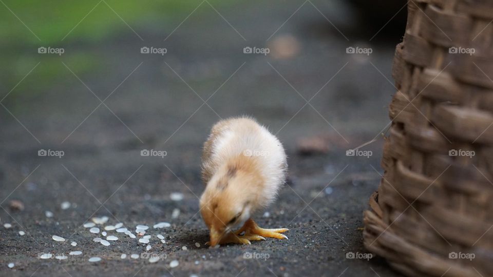 Baby chicks