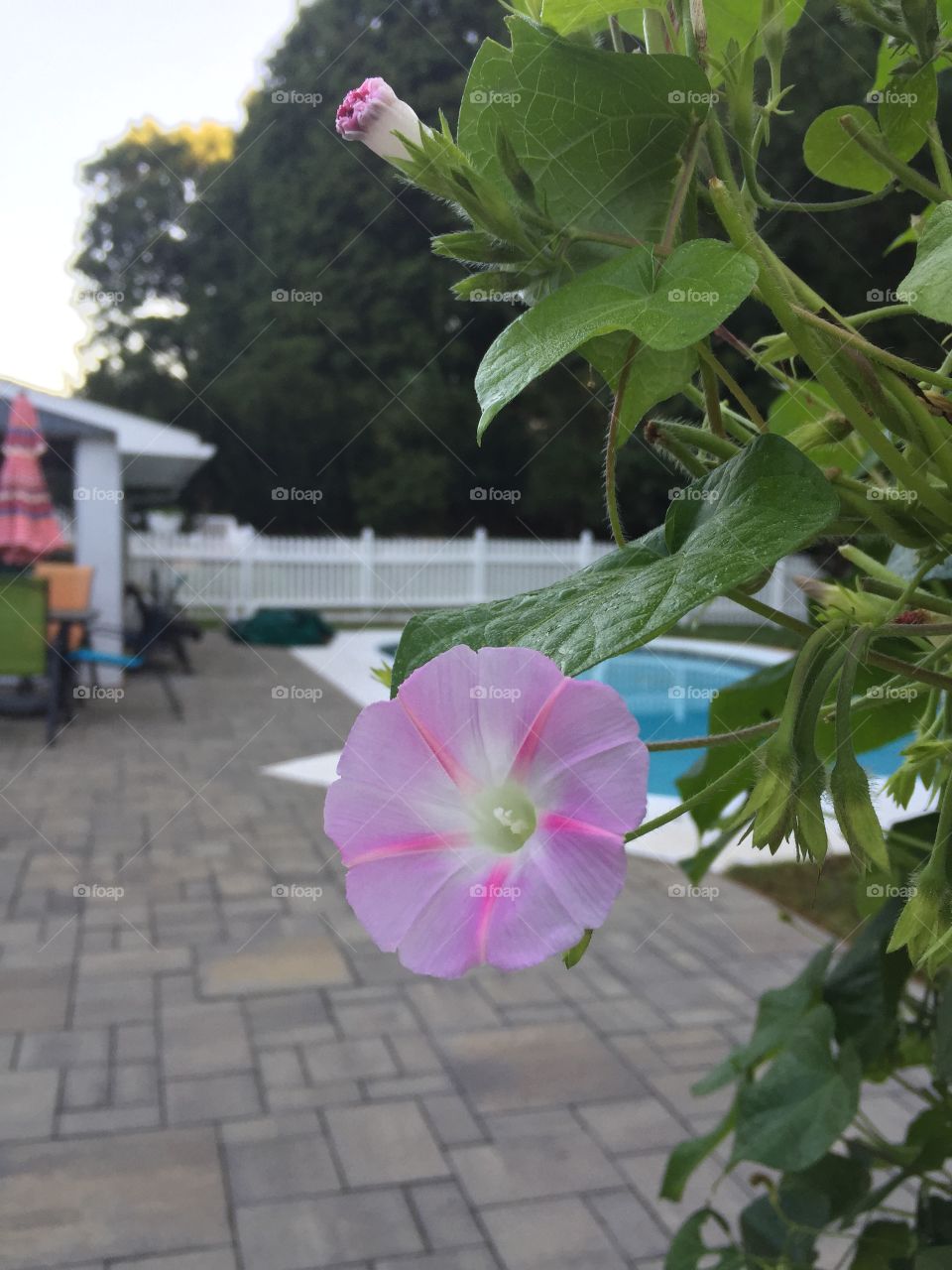 Pool deck flower