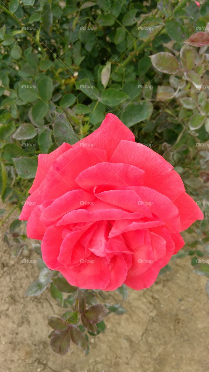 red rose! red rose! red rose!