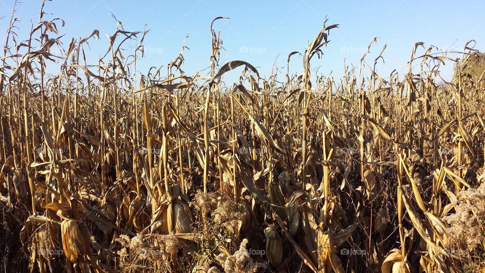 Autumn Corn Field