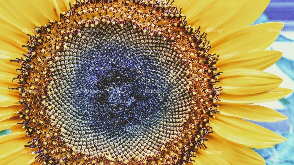 sunflower