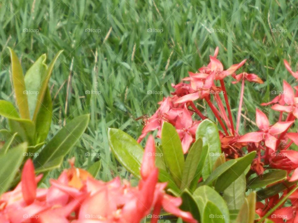 Beautyfull macro shots