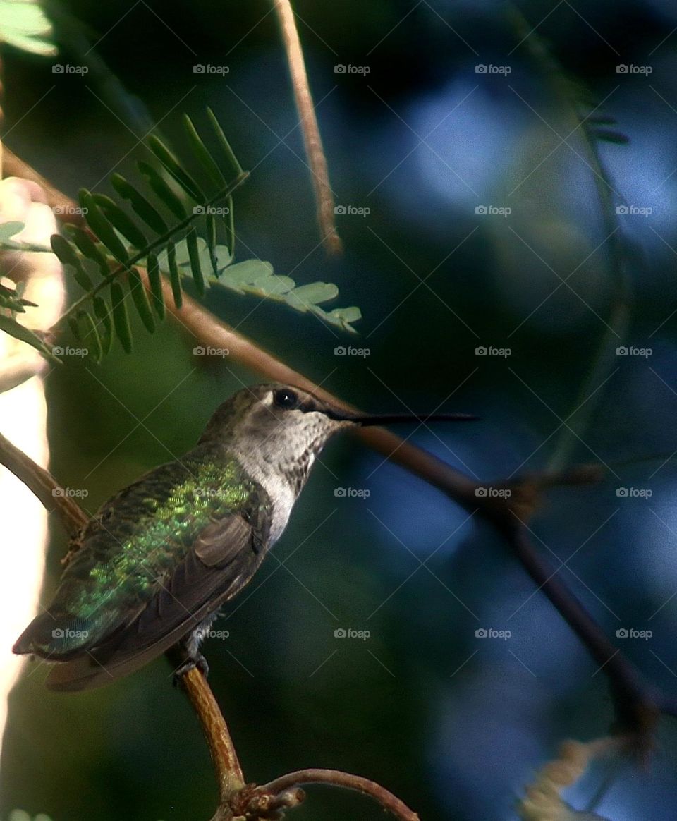 Hummingbird on a Branch
