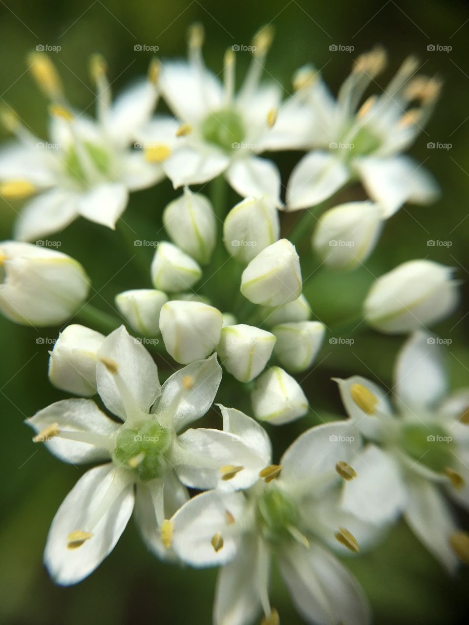 White buds closeup