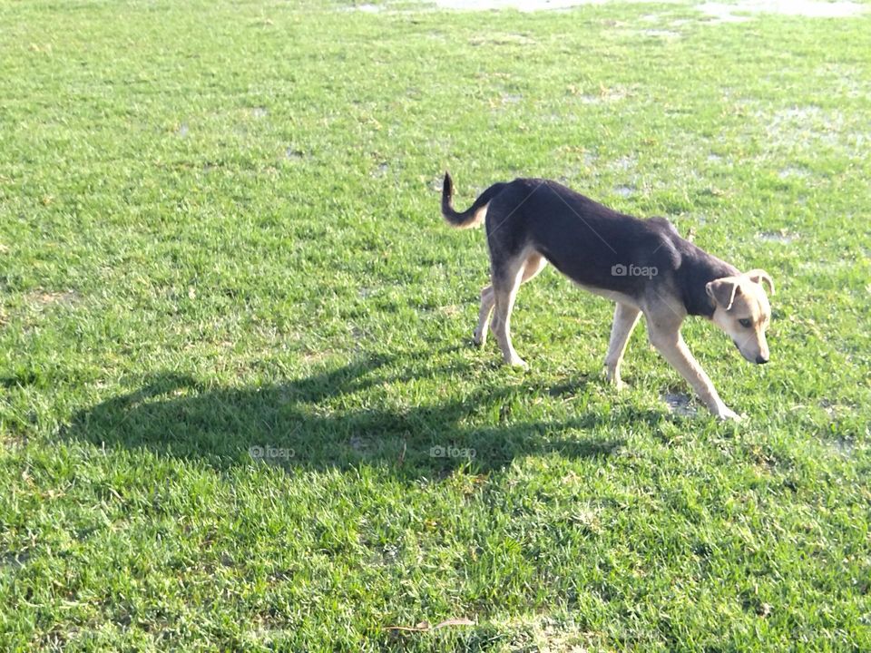 Dog and green herb