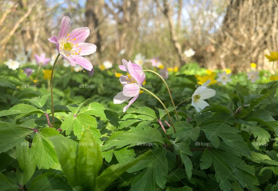 Wonderful spring blossom in the park