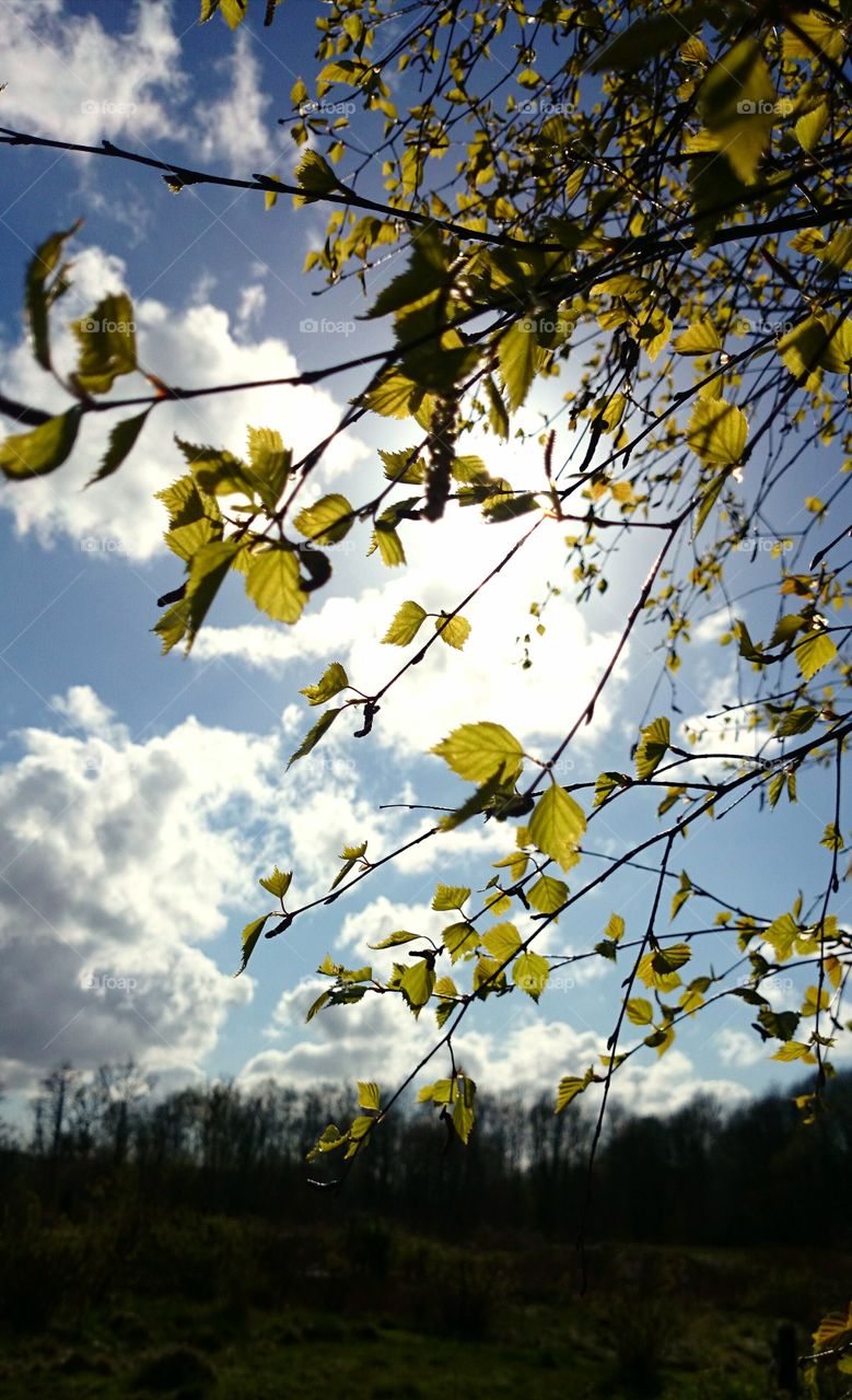 Birch tree leaves in the early spring 