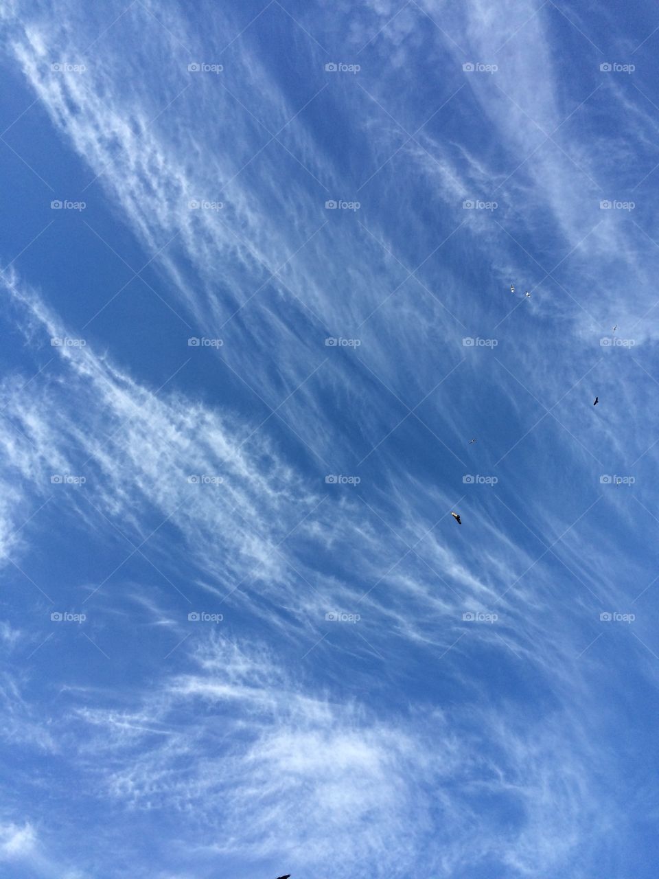Sky, birds