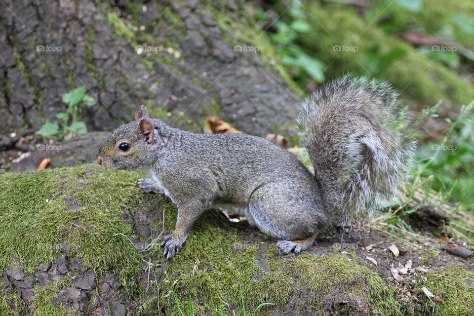 Close up of squirrel 