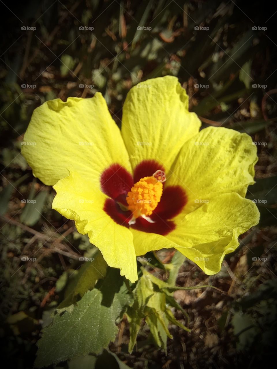 Hibiscus ovalifolius