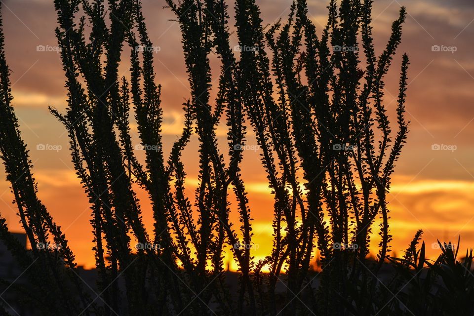Ocotillo at sunset 