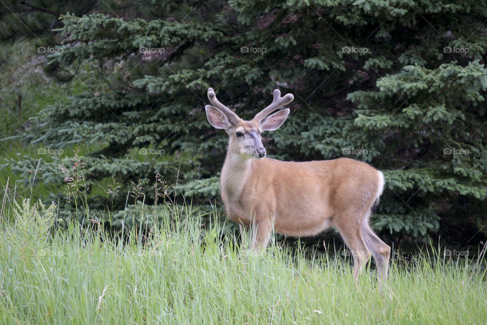 This deer wandered out from the woods and watched us as we continued along the trail around the lake. 