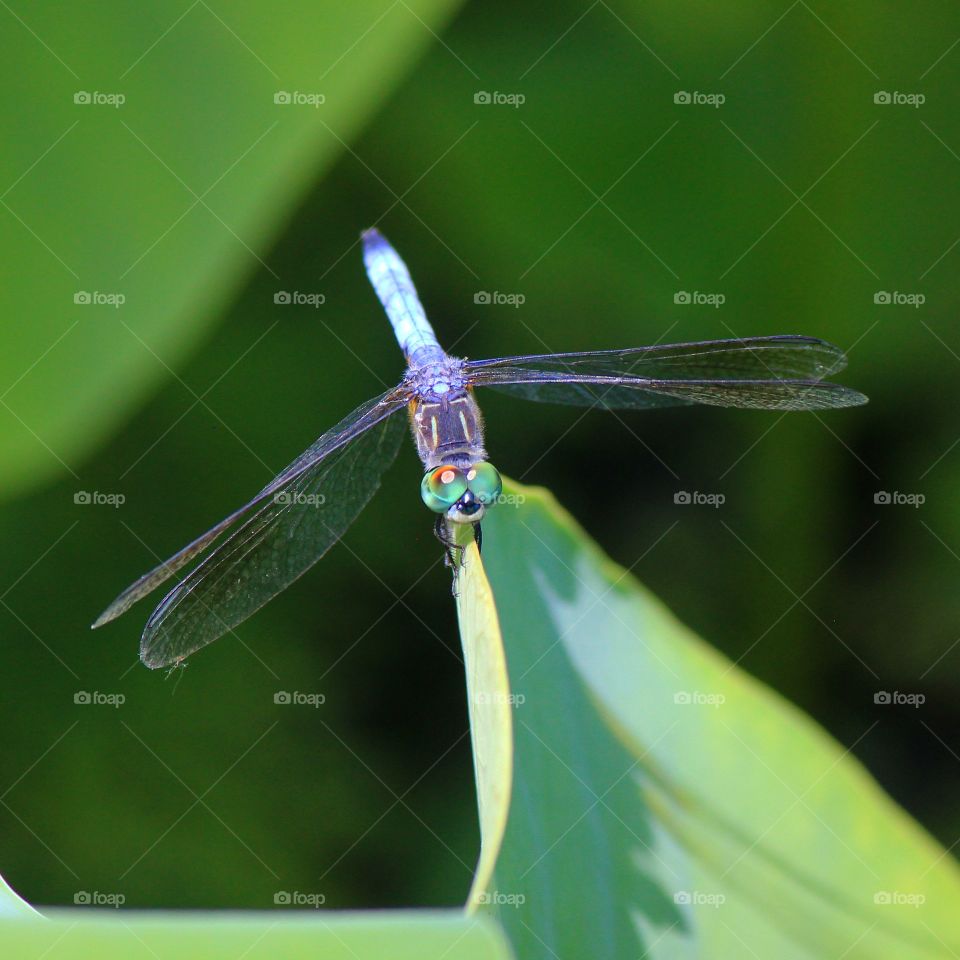 A dragonfly pausing momentarily before its next adventure 