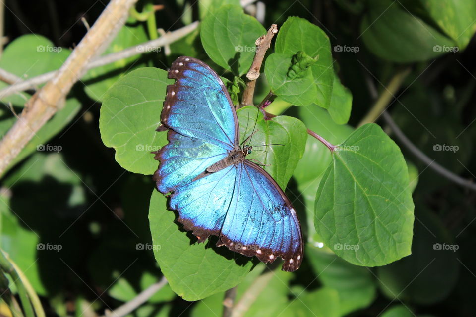Bright Blue Butterfly 