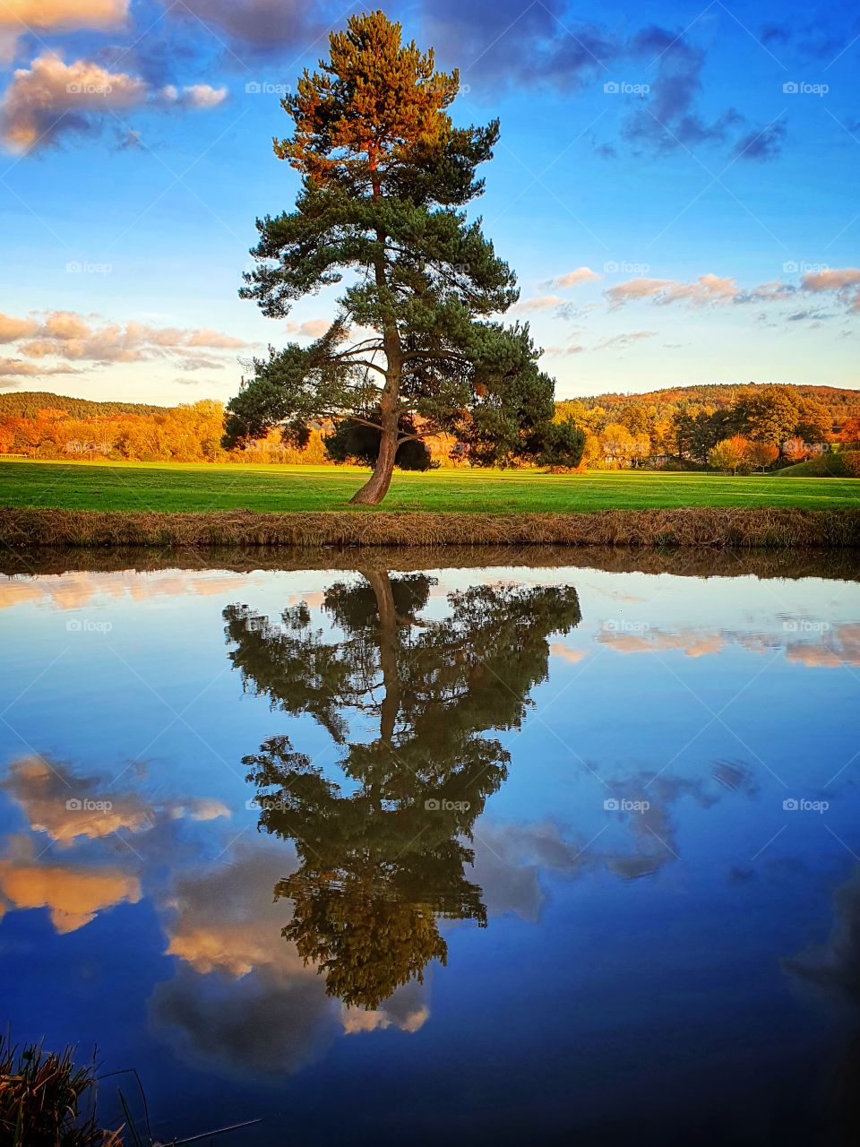 beautiful tree scene mirrored in lake