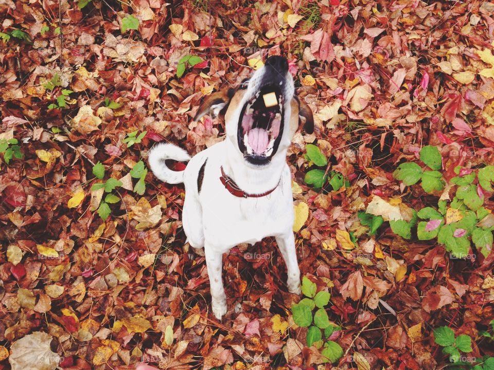 Fall, Leaf, Desktop, Nature, Wood