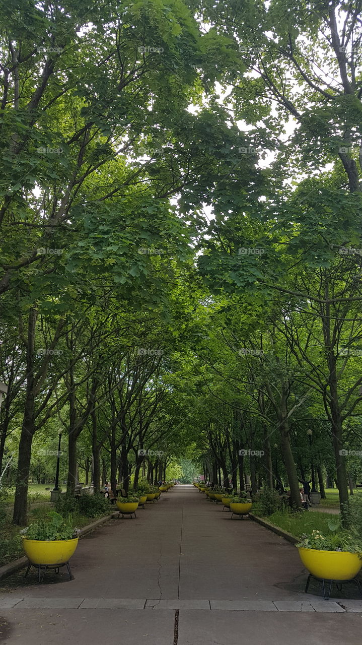 An alley in the Lafontaine park at Montreal, Quebec, Canada.