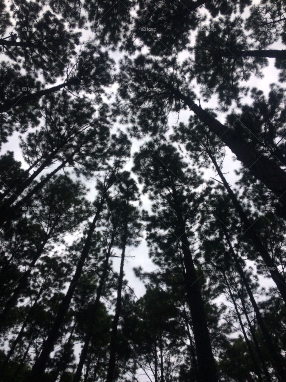 Árvores 