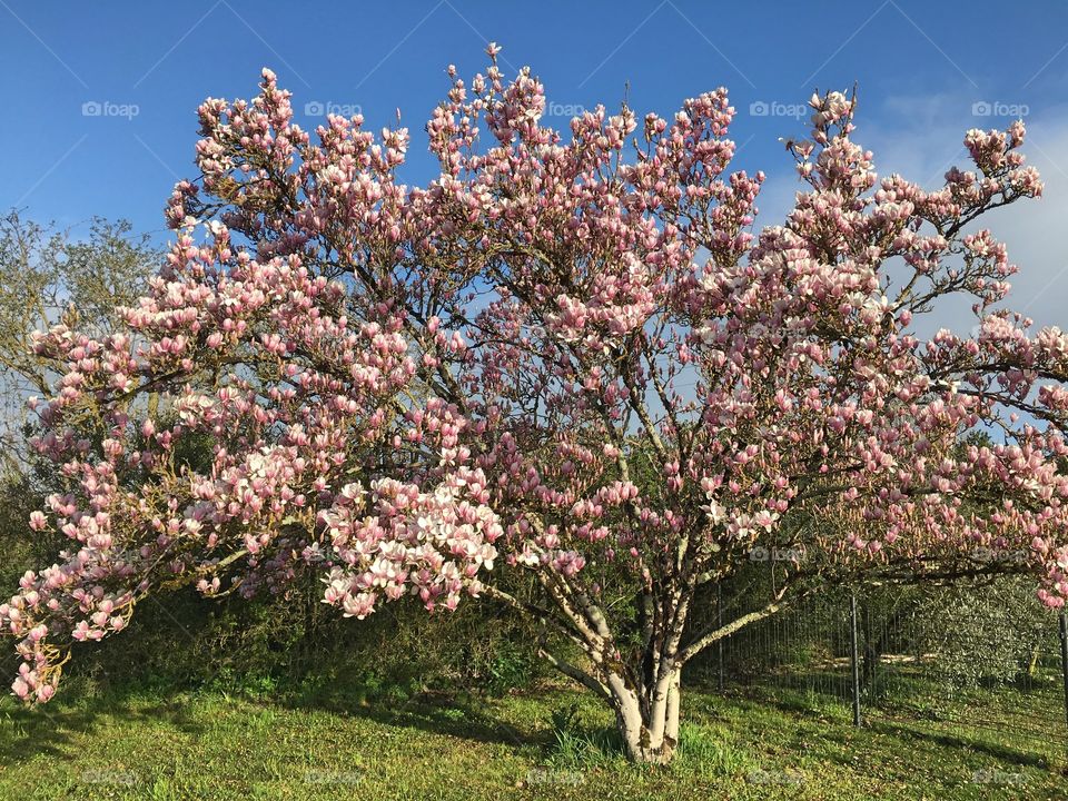 Full blossomed magnolia tree in backyard with light blue sky, sunshine and green grass