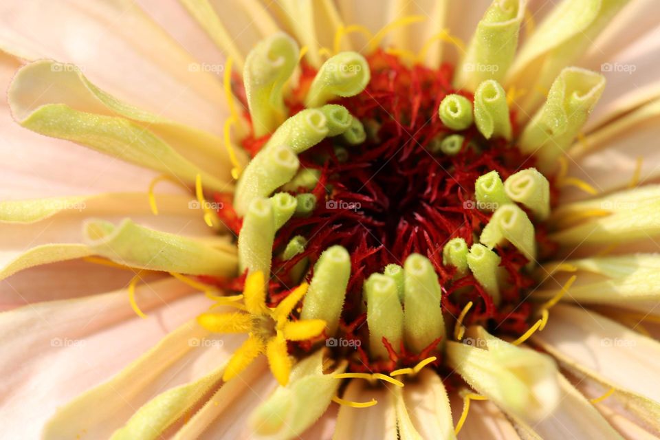 Zinnia Closeup