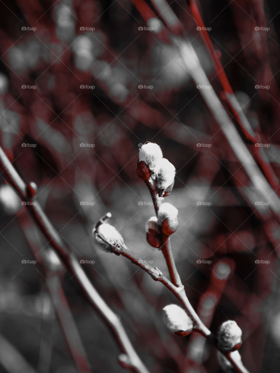 Close-up of buds on twigs
