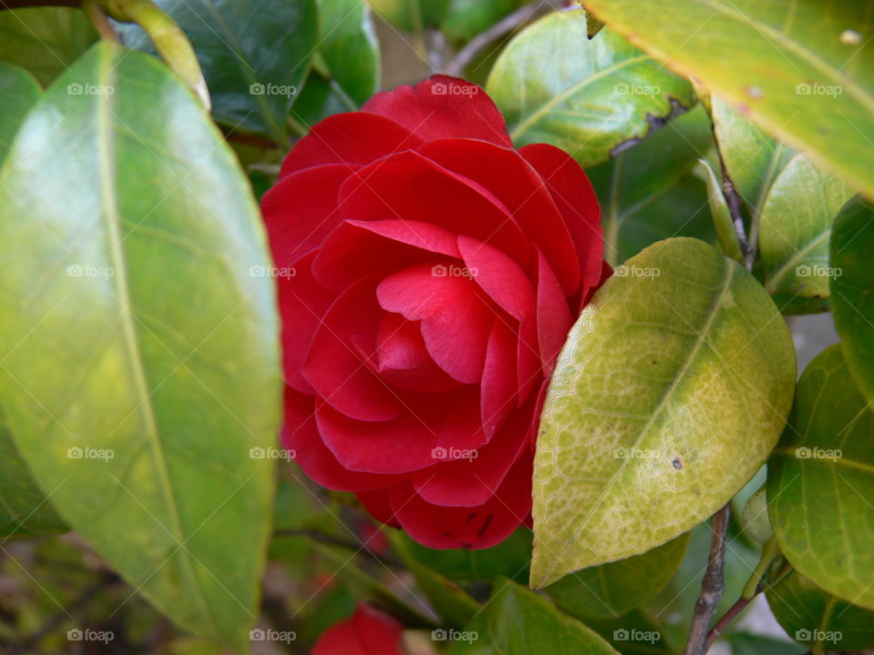 a closeup pic of a red japanese camellia flower  between the leaves in bloom in a garden in springtime