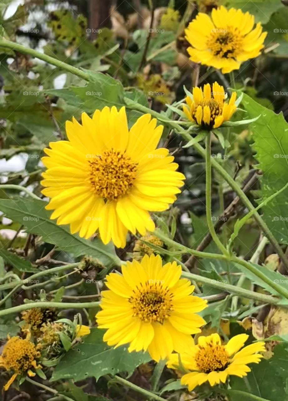 Yellow flowers 