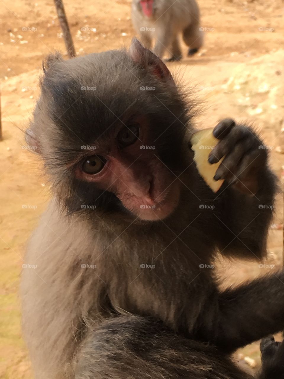 Wild macaque in Japan 