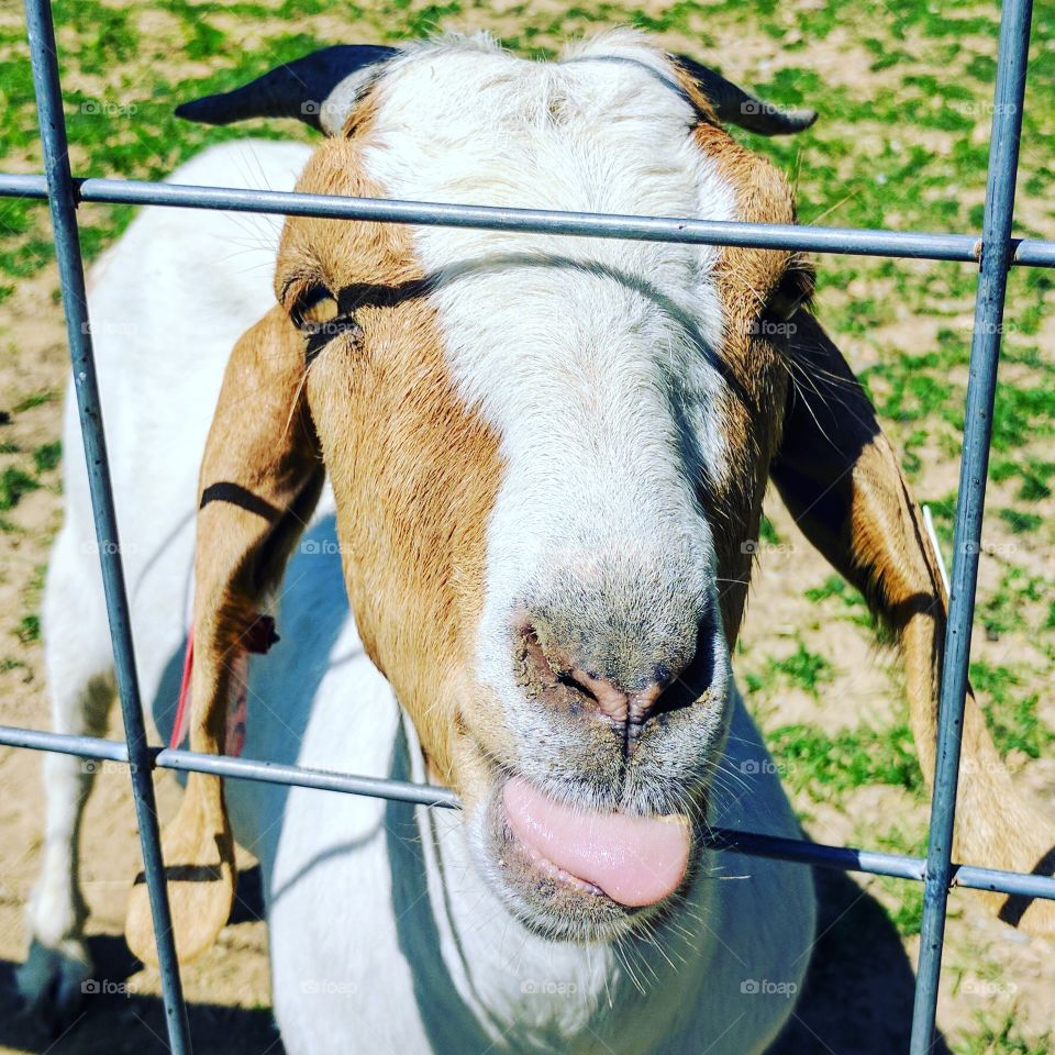 goat sticking his tongue out at me