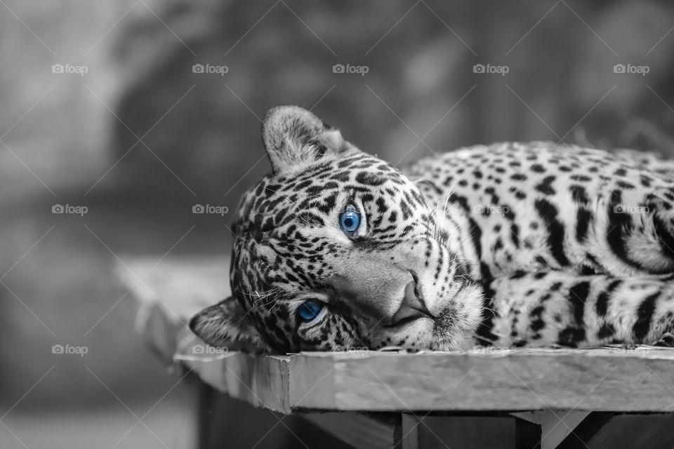 Jaguar Mother resting, edited black & white with blue eyes