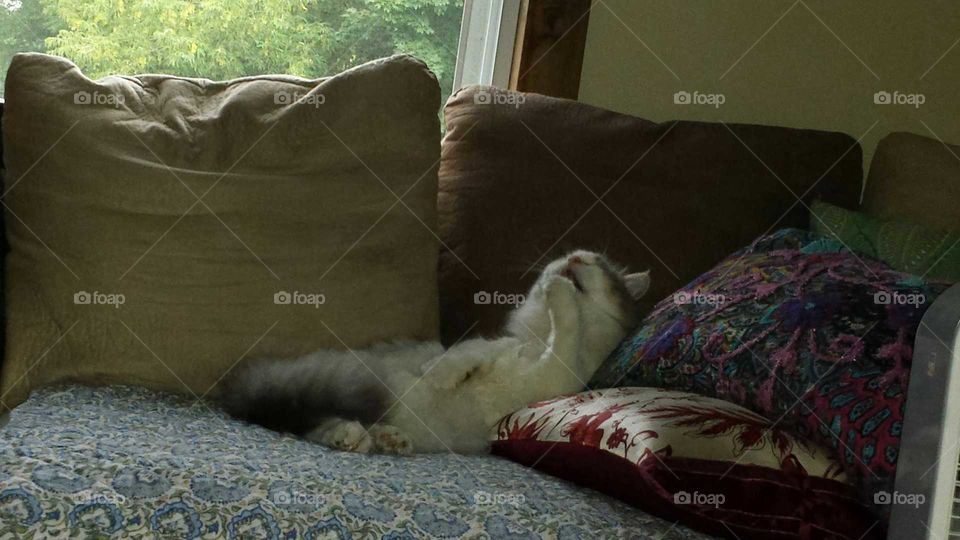bath time. our cat Chagall takes his bath