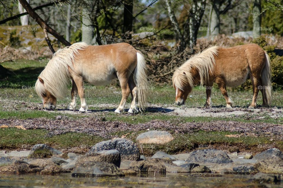 Shetland ponies playing together