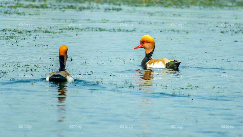 A pair of Red-crested Pochard ( Netta rufina) swimming in a row on Chilka Lake Bird Sanctuary, Odisha, India.
