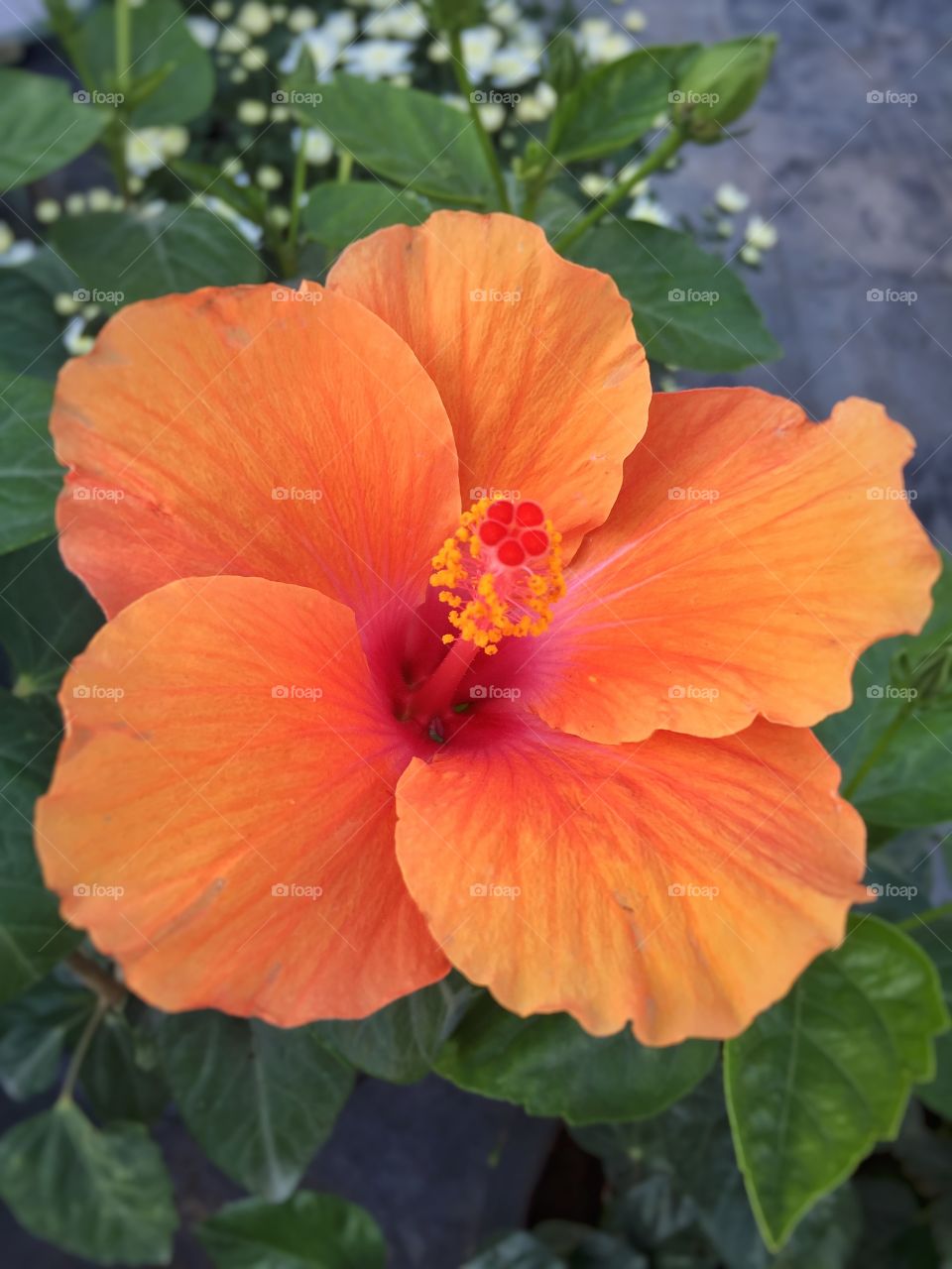 Orange flower Macro