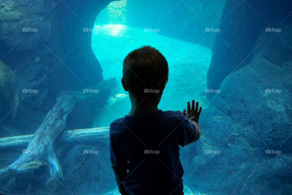 my son at the zoo. my son at the zoo looking at some water animals