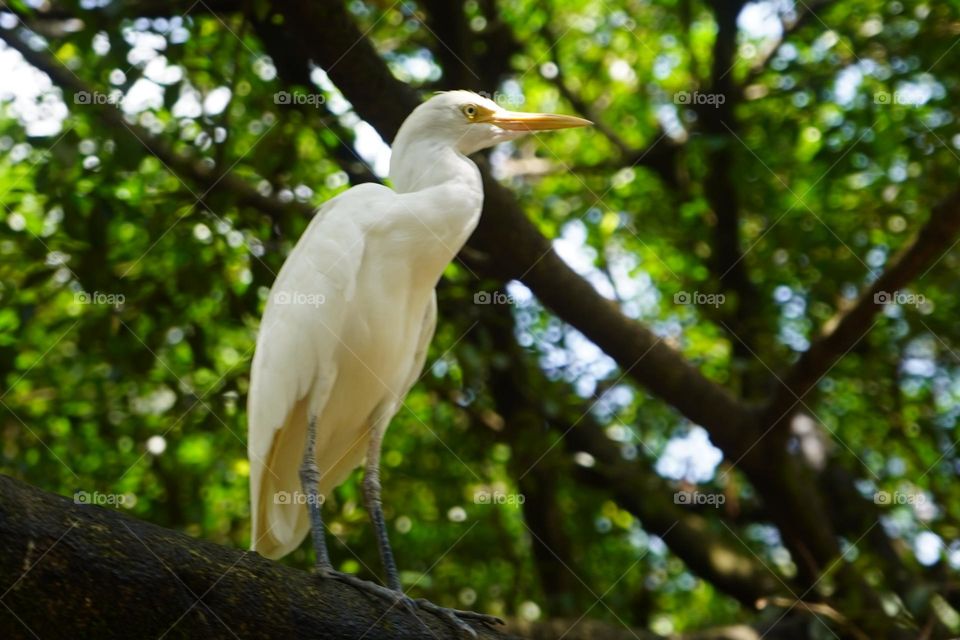White Crane perched in tree