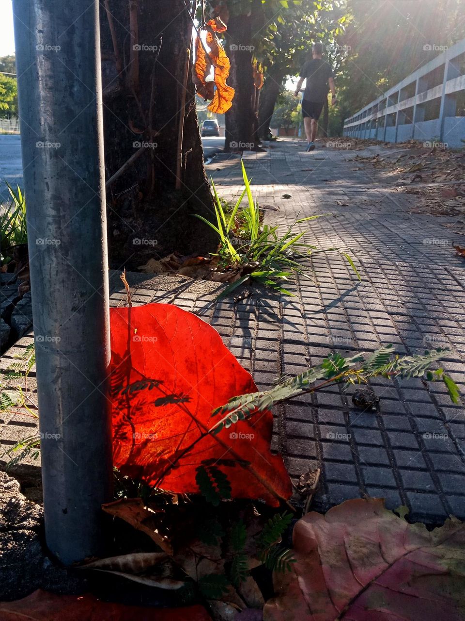 A red fallen leaf with by the morning light