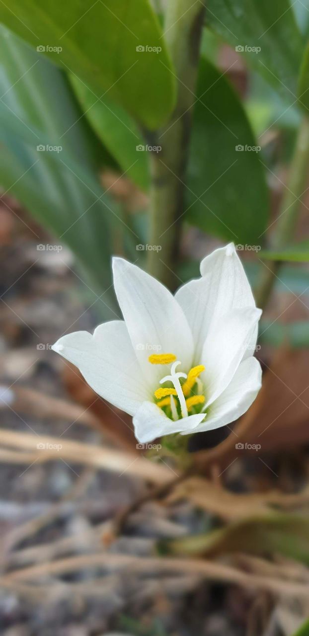 spring, wild flowers beautiful colors, wallpaper, natural