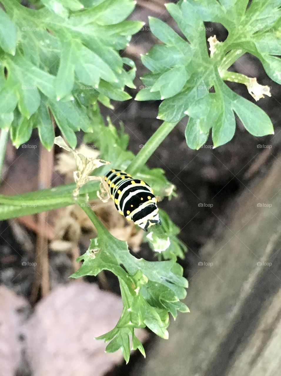 Swallowtail caterpillar on parsley 