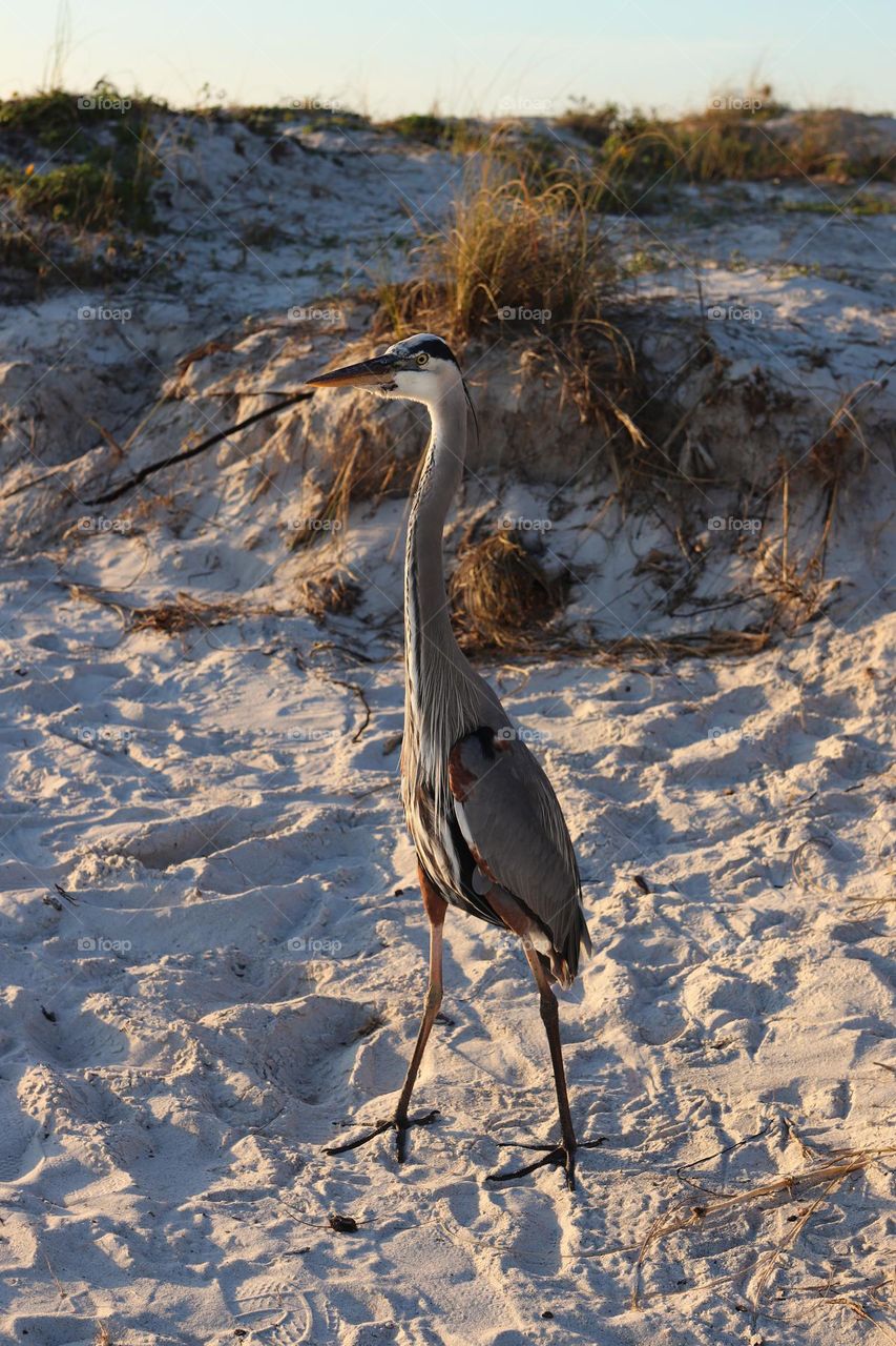 bird on the beach