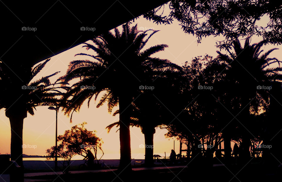 palm trees and sunset