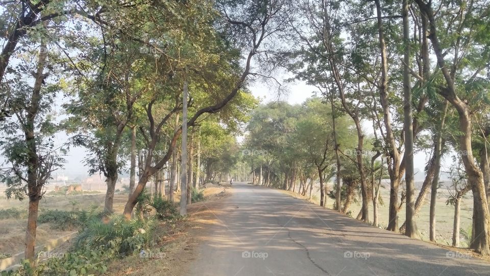A beautiful scene of trees on the road side.