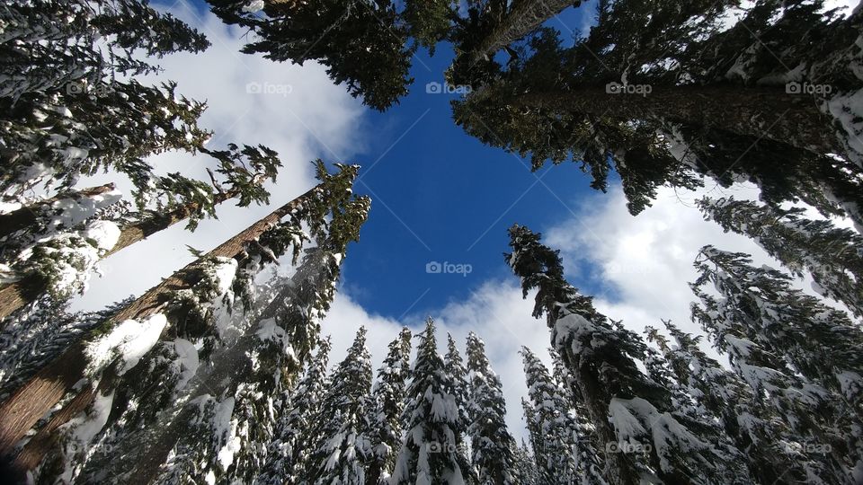 Trees at Snoqualmie Pass
