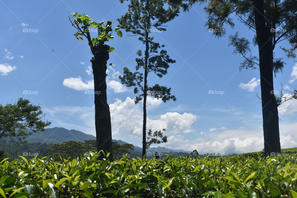 Beautiful indeed # tea estate #mountain
